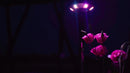 Flash Flash - Event TableACCU IP WDMX at DJbox.ie DJ Shop